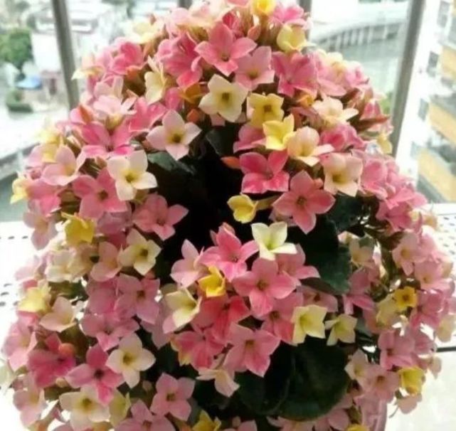 10个"长寿花"品种,个个都是高颜值,花朵漂亮,开花多多!