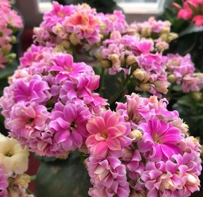 10个"长寿花"品种,个个都是高颜值,花朵漂亮,开花多多