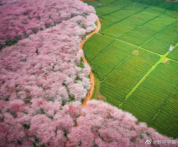 全球最大的樱花基地就在国内!70万株樱花美爆国内外!
