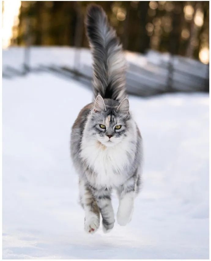 缅因猫到底能长多大?网友:别拿老虎来骗我