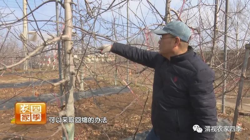 壮壮帮忙:苹果树如何修剪 专家给您来支招