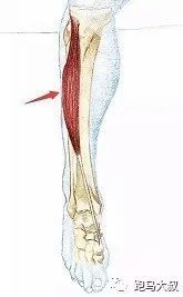 小腿前外侧的胫骨前肌