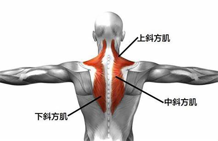 3个动作高效锻炼你的斜方肌,增强肌肉同时帮你改善肩颈疾病!