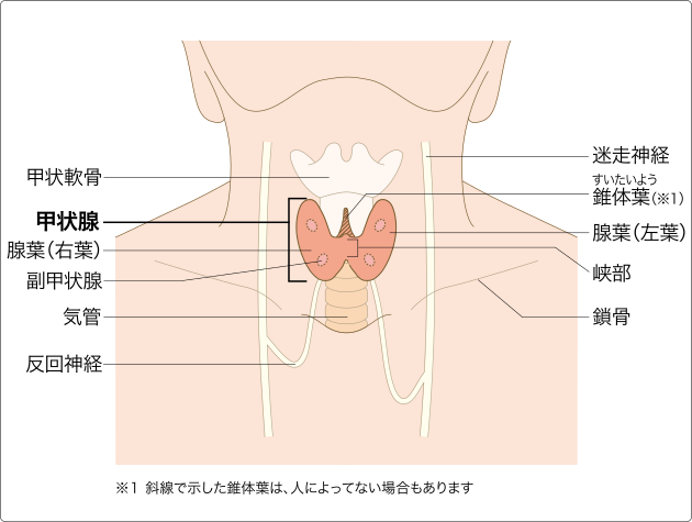 甲状腺是我们脖子上很小的一个内分泌器官,大概位置是在男性喉结下面1