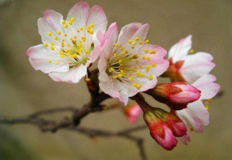 为何很少听说樱桃花蜜? 养蜂人讲了实话