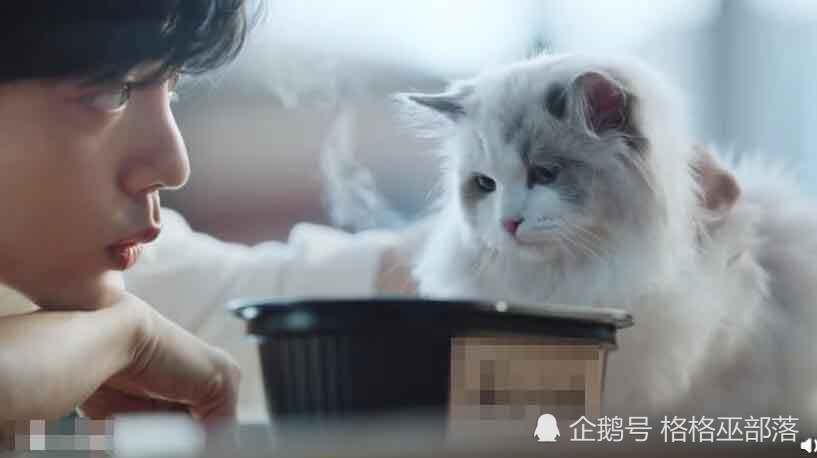 别喷:肖战温柔撸猫的样子,就是我最羡慕的岁月静好的模样