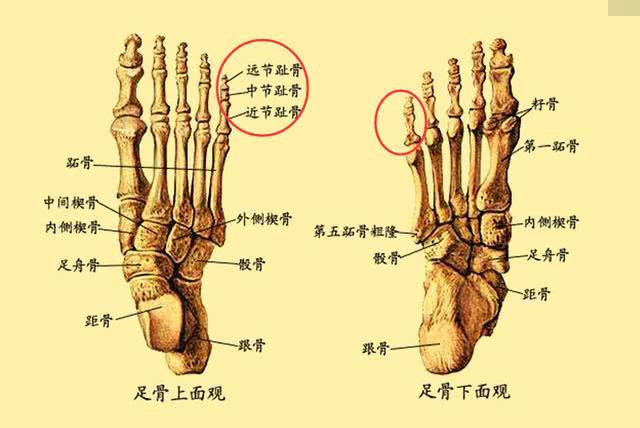 其中缺少的两根骨头位于小脚趾,大部分中国人的小脚趾只有2根骨头,而