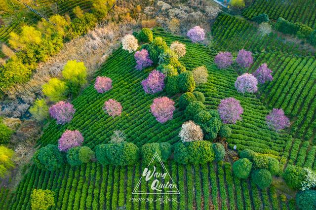 溧阳永不消失的彩虹旁藏着的樱花茶园,童话般的美景几乎无人知晓