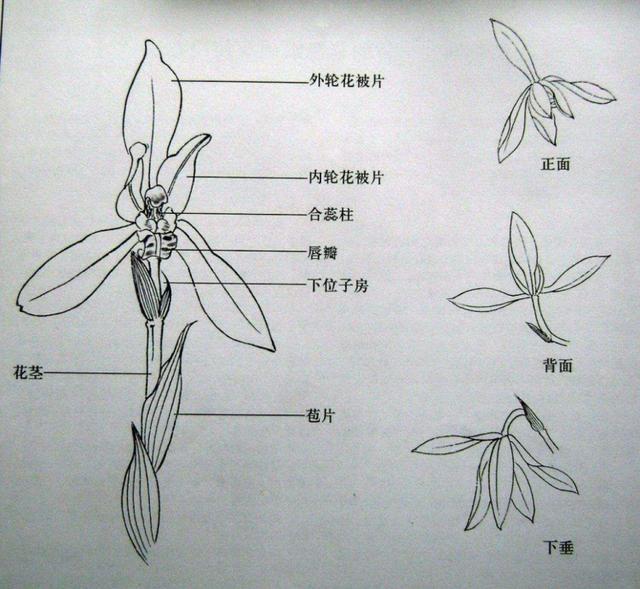 兰花的唇瓣会变戏法,能演变出千奇百怪的形状,在兜兰身上是"兜",在文