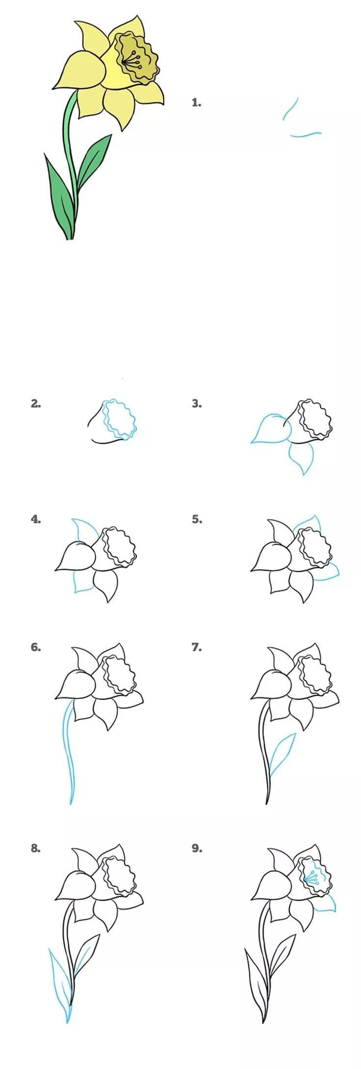 精选各类花的简笔画大全