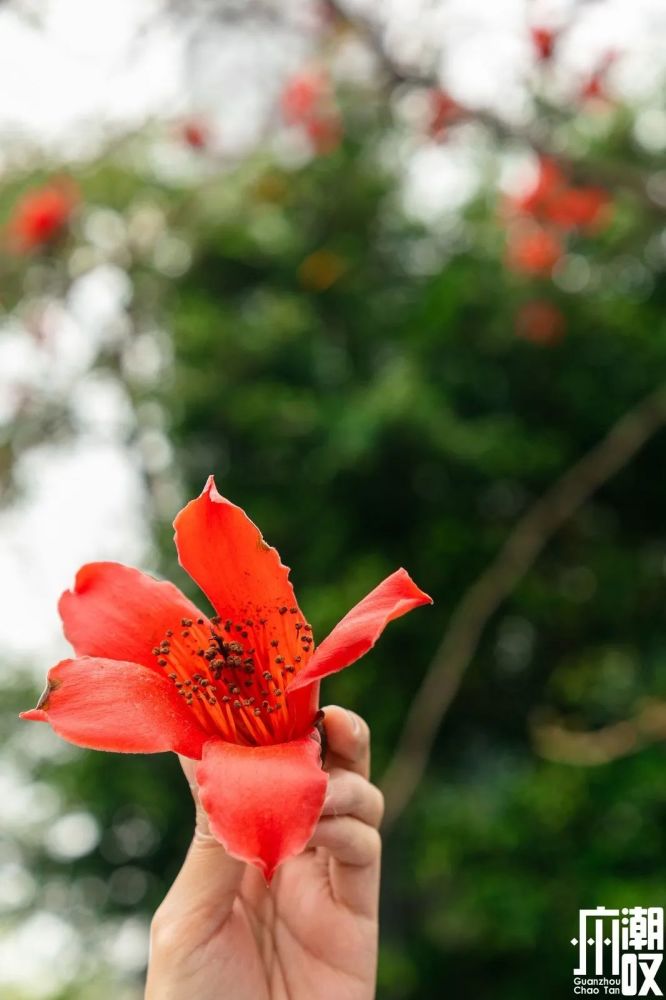 殊不知,这也是花期将尽时 木棉花留给世间的花语:珍惜身边的人