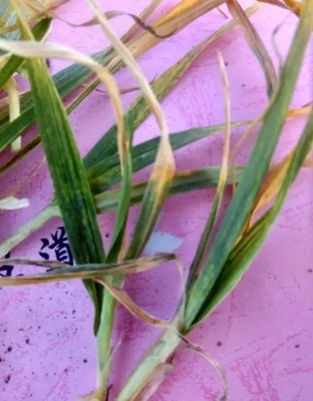 (以梭条斑花叶病和图传花叶病毒病最为常见)3,病毒病2,根腐病1