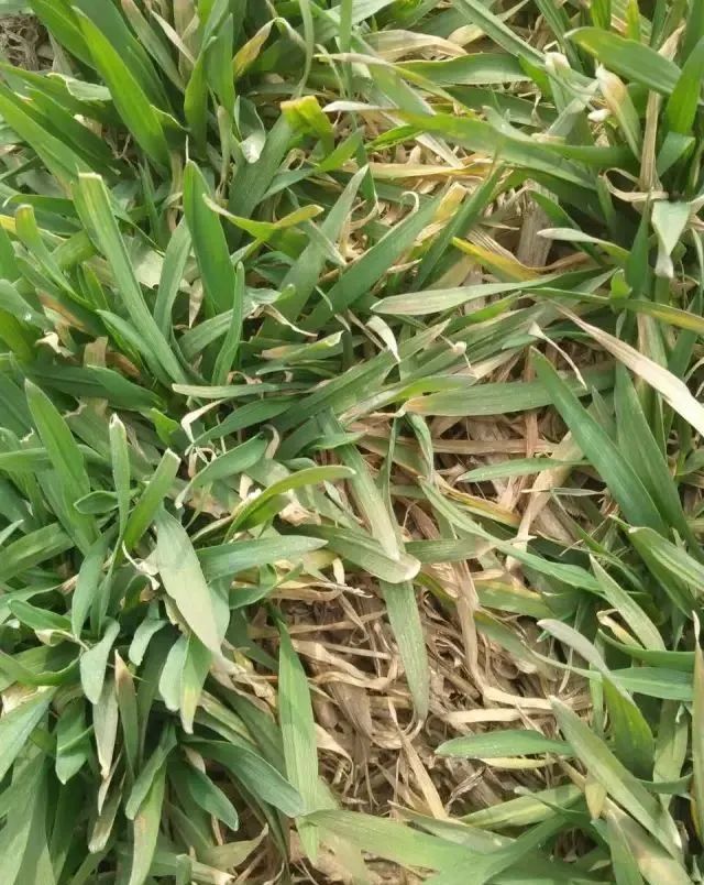 4,叶枯病(以梭条斑花叶病和图传花叶病毒病最为常见)3,病毒病2,根腐