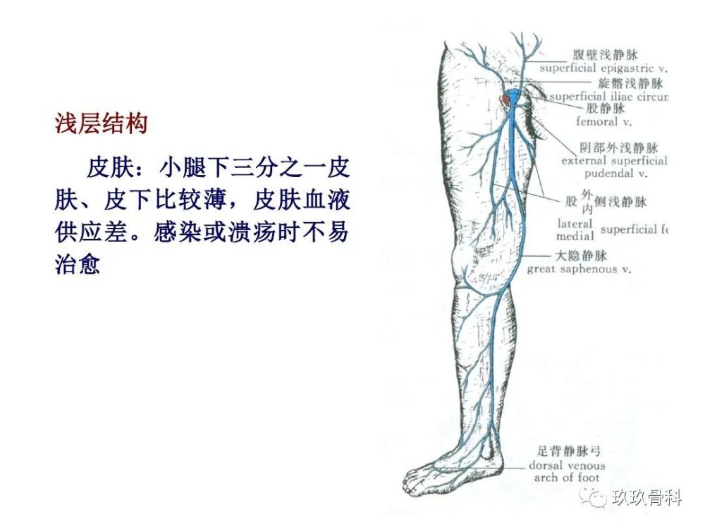 小腿,足部功能解剖