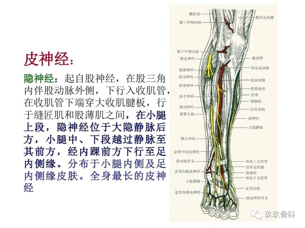 小腿,足部功能解剖