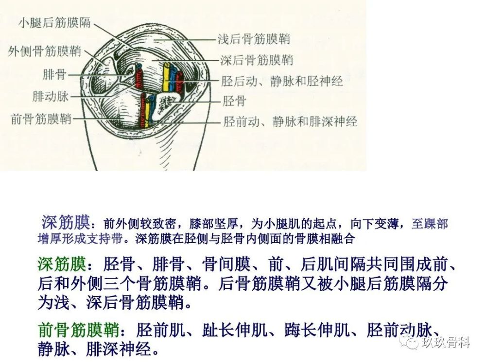 小腿,足部功能解剖