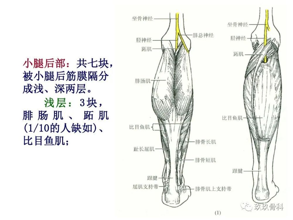 小腿,足部功能解剖