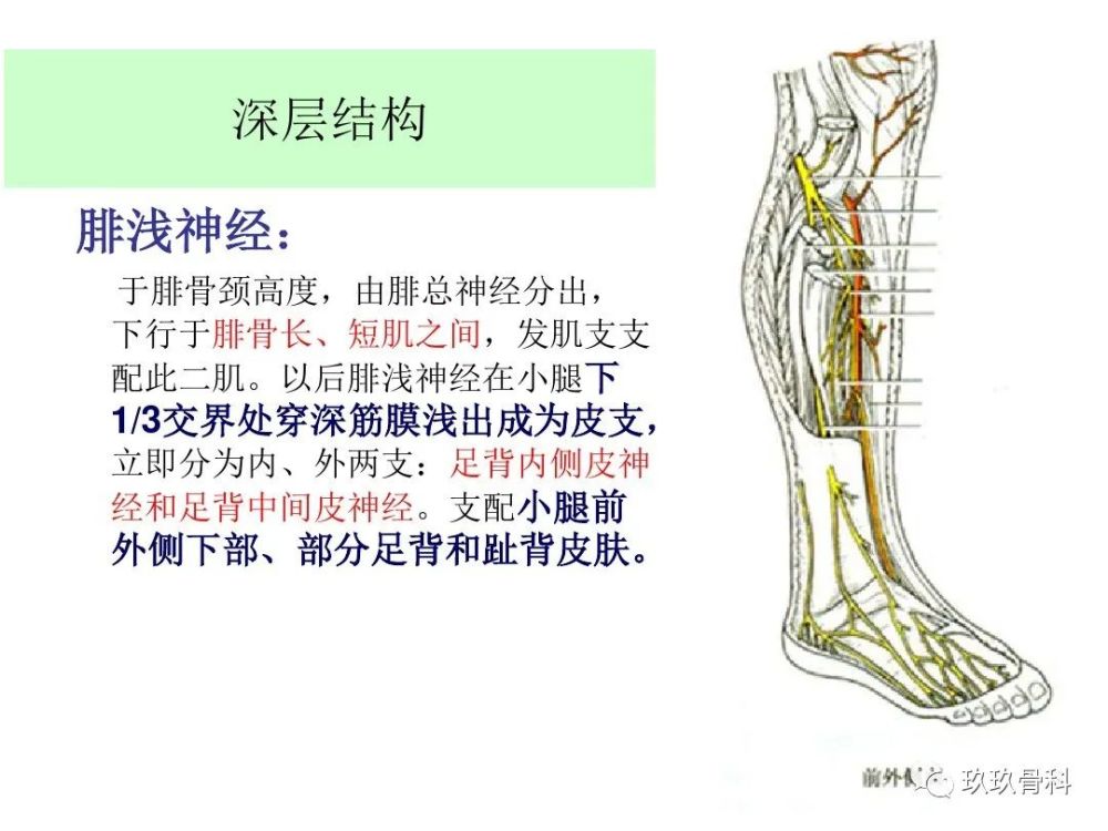 小腿,足部功能解剖