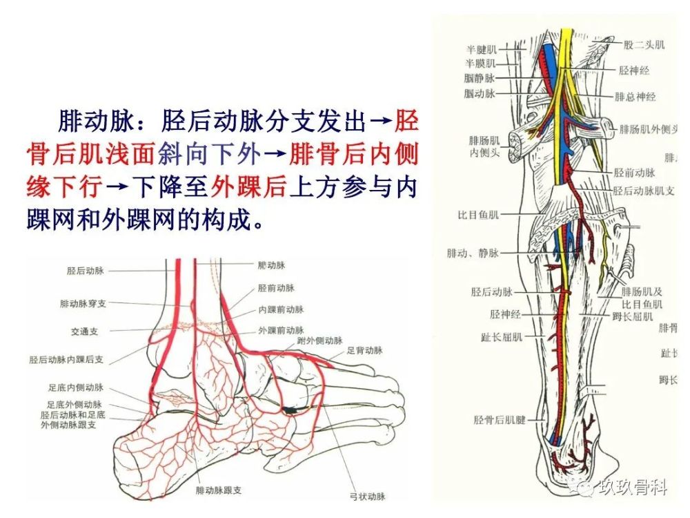 小腿,足部功能解剖