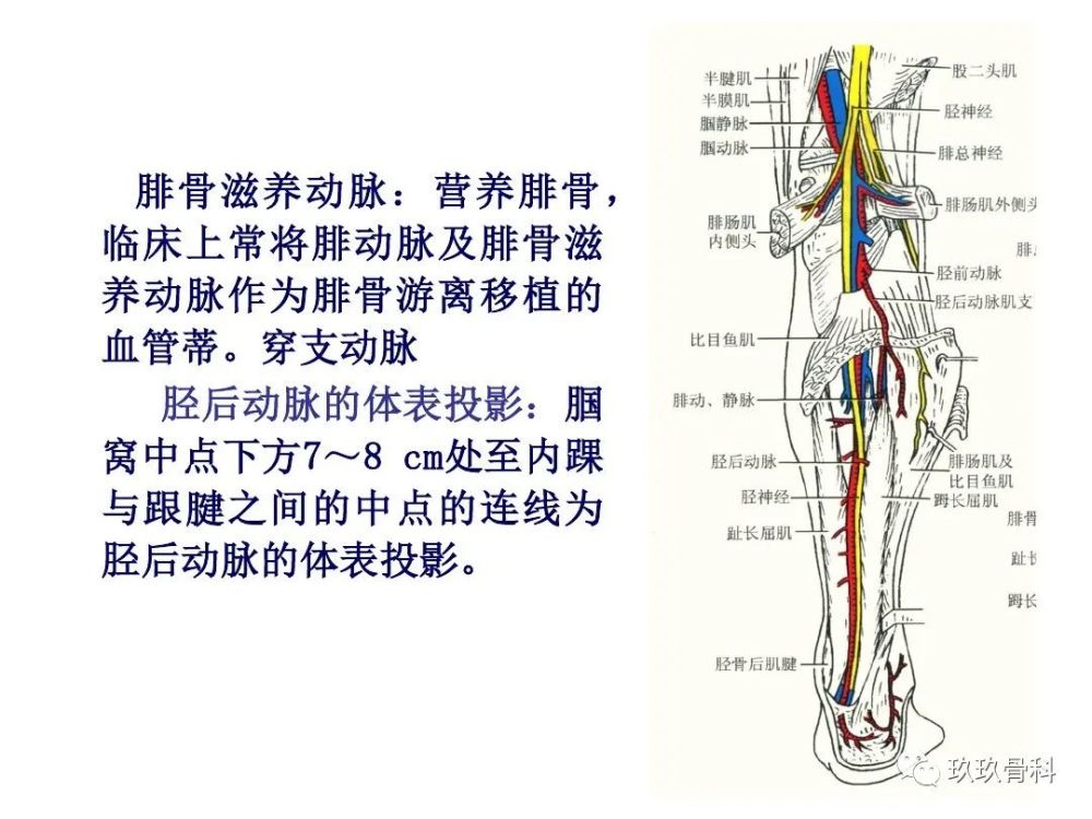 小腿,足部功能解剖