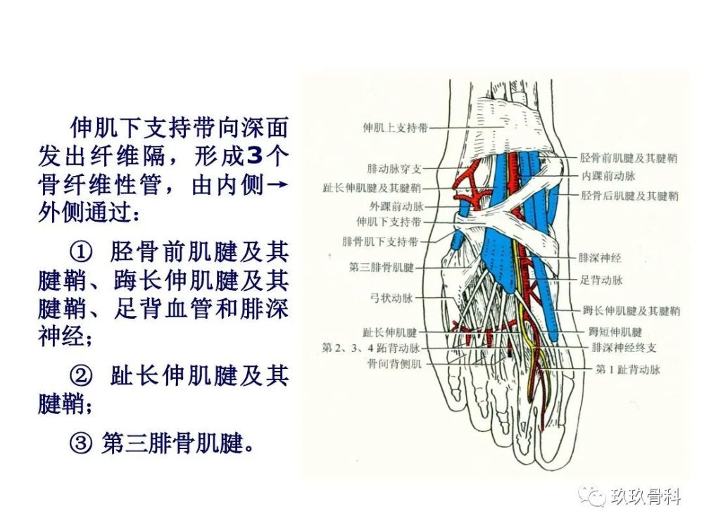 小腿,足部功能解剖