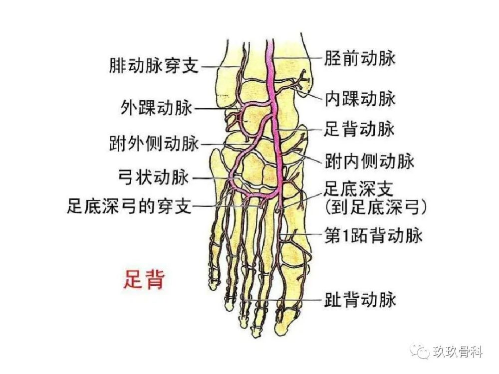 小腿,足部功能解剖