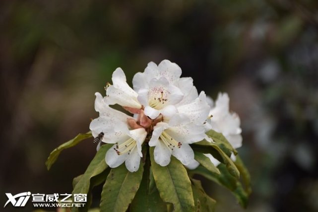 三月杜鹃花开 宣威市花已绽放