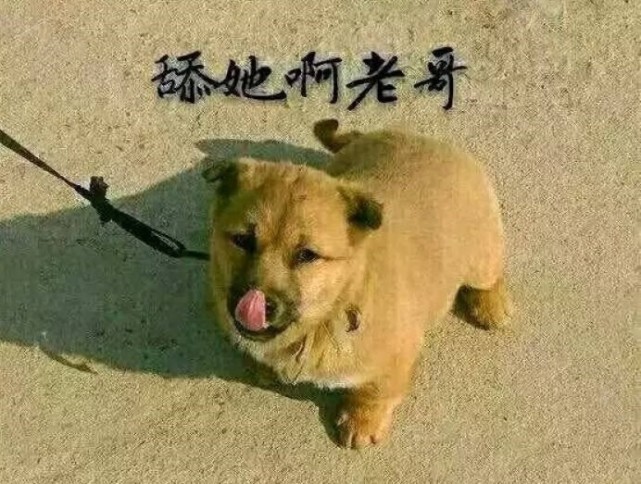 舔狗的下场 腾讯网