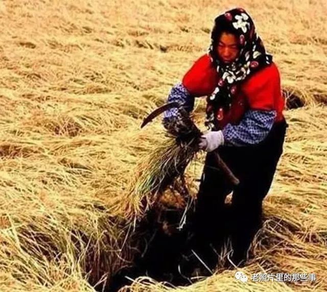小时候父母就是这样在地里辛勤的劳作,懂事的孩子会帮父母分担农活.