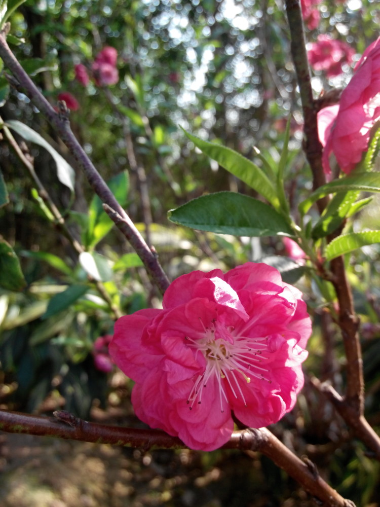 人间四月芳菲尽,南宁青秀山桃花上线,桃花运走起来!广西其他地方的桃