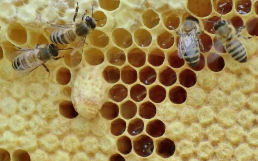 失王一个多月的蜜蜂,突然开始采粉,起死回生了?真相在