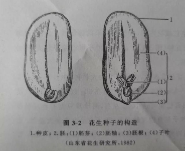 种花生必须了解花生种子的形态结构什么是基豆和先豆花生为何会在地里