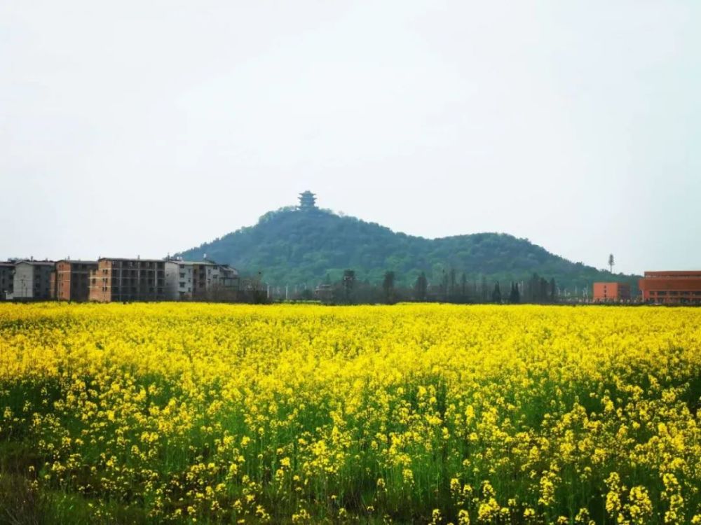 不用去婺源 咱余江也有美上天的油菜花田 坐标  鹰南大道  马鞍岭下