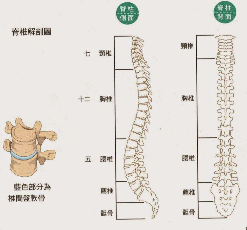 首先我们先来了解一下颈椎的位置.