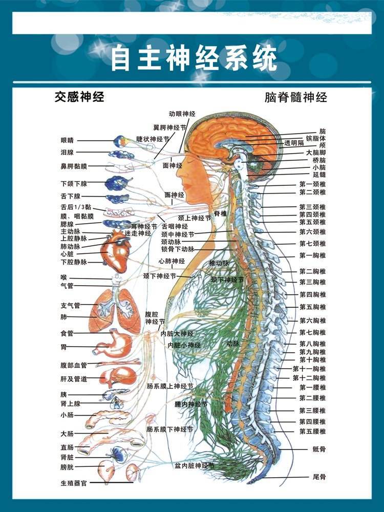 颈椎动脉自心脏发出,从每节颈椎之横突孔由下而上贯穿至脑部;如果