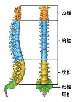 坐骨神经痛,无力,酸麻,冰凉,膝痛,脚踝痛等症状,也与腰椎和骶椎有关系