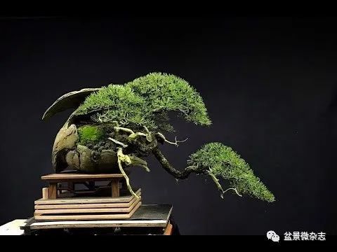 松柏,或满树红叶的枫槭,或万紫千红的花果,或饶富野趣的草物—布置