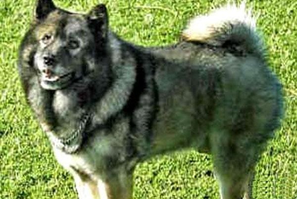 中国福犬 能够给你带来好运的福神 比大熊猫还要稀少