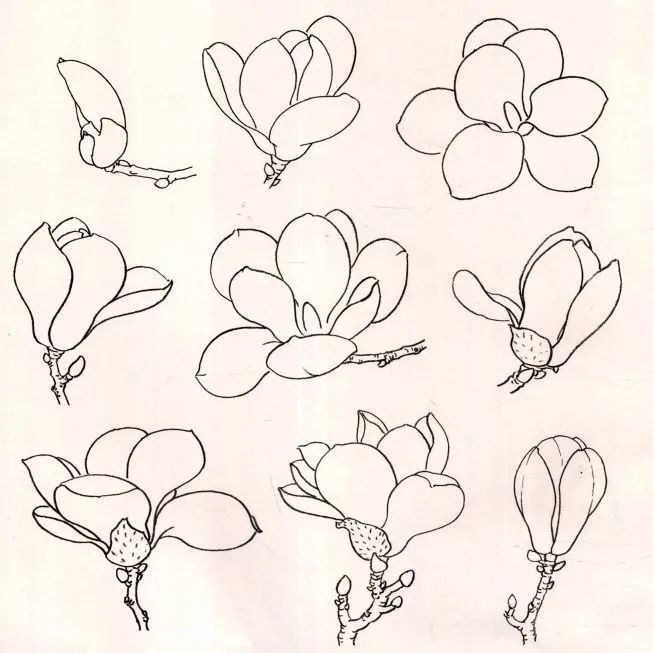 玉兰花的姿态白描 玉兰花喜欢阳光,越到枝头,花越向上,同枝生长的花朵