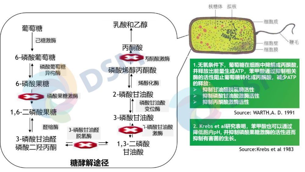 如在无氧条件下,苯甲酸能够抑制磷酸甘油酸激酶,丙酮