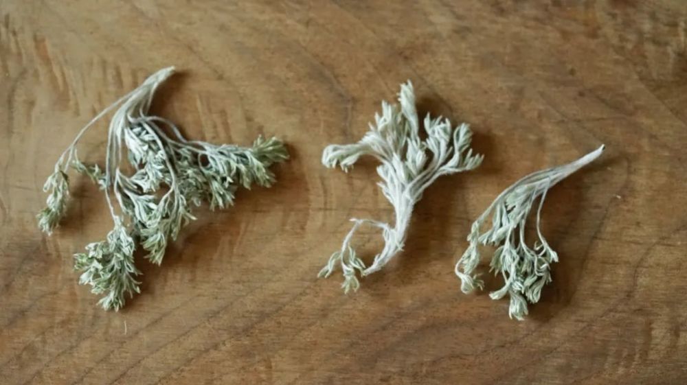 早春刚刚出土的茵陈,还带着大量小毛毛 这是药效巅峰时的绵茵陈.