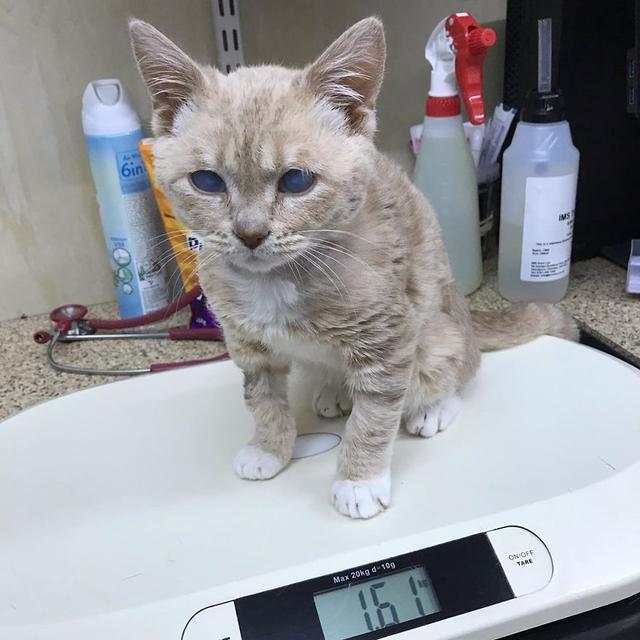 但是它的体型却和小奶猫一样大,因为它的体重只有1
