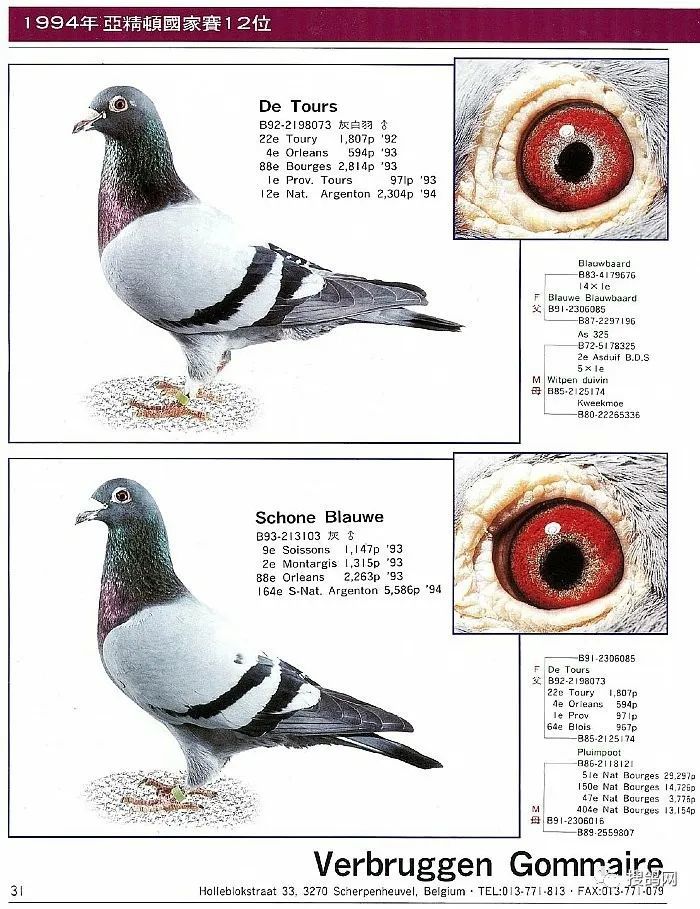 搜鸽鉴赏 | 戈马利·佛布鲁根基础种鸽