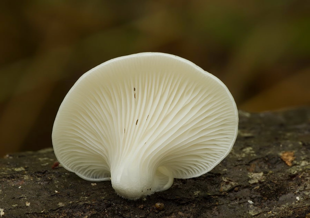 荒野维生野菜系列肺形侧耳