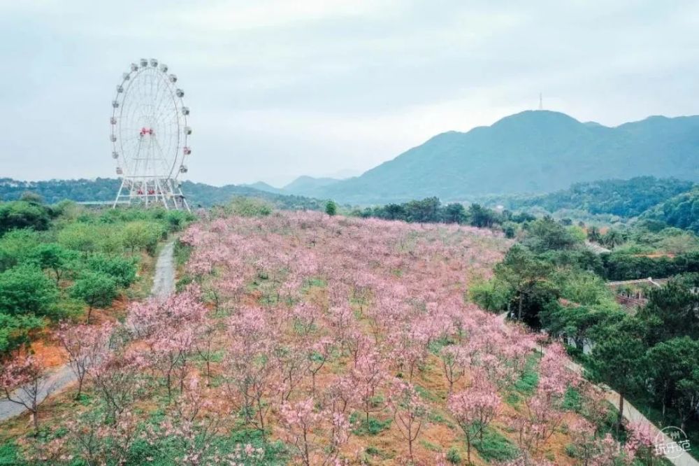 广州"黄金花海"爆发!