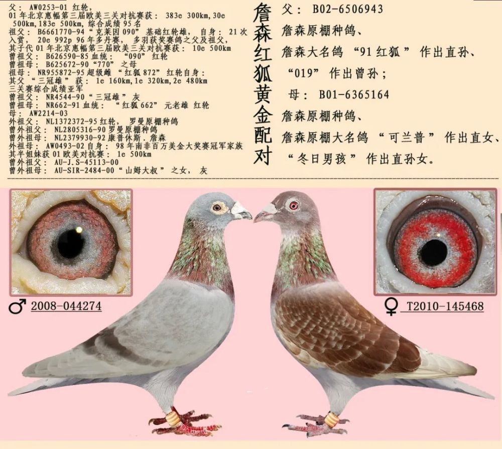 【案例】16组超级黄金配对例子,血统鸽眼体型解析,供你学习!