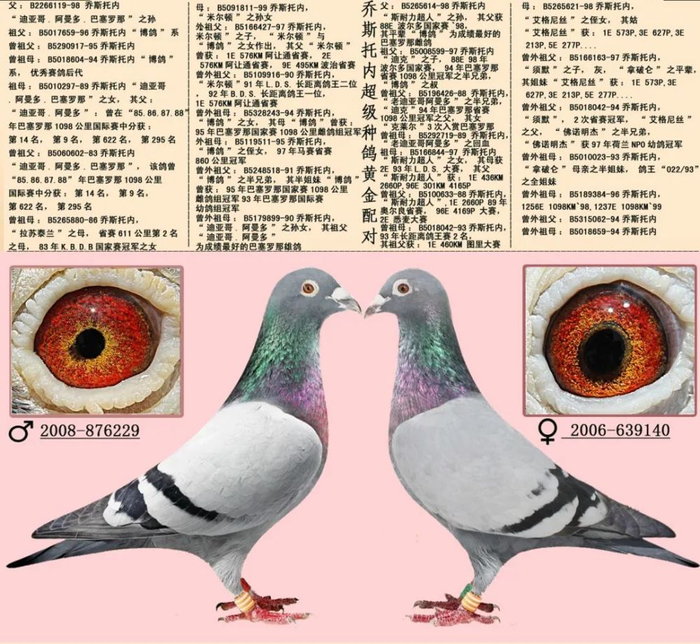 【案例】16组超级黄金配对例子,血统鸽眼体型解析,供你学习!
