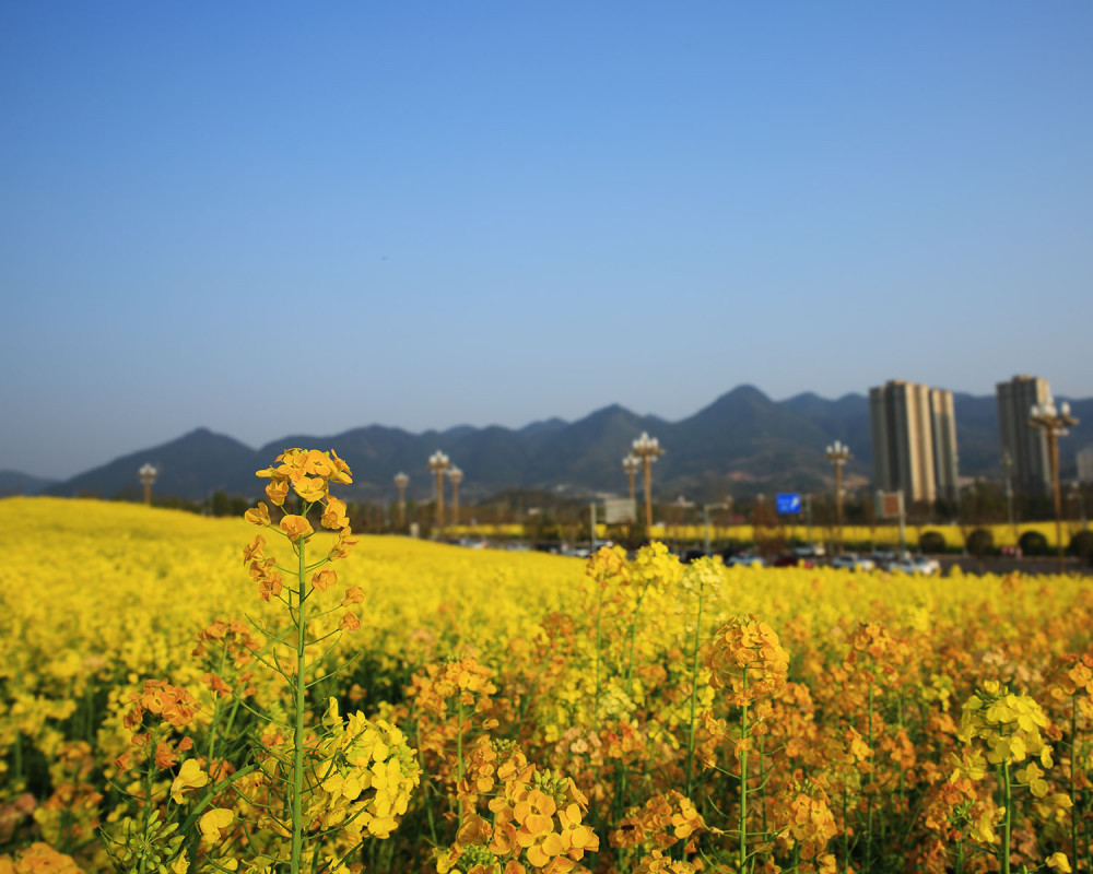 现代城市中的油菜花海——观赏重庆市复盛高铁站的油菜花