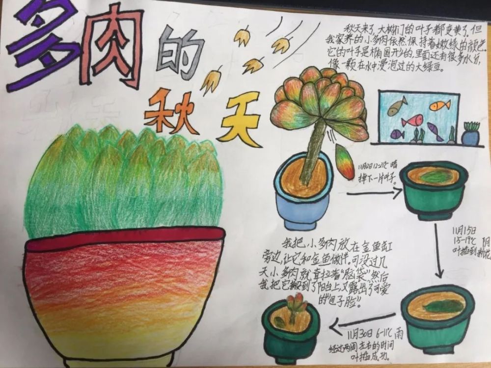 全国青少年自然笔记大赛优秀作品欣赏