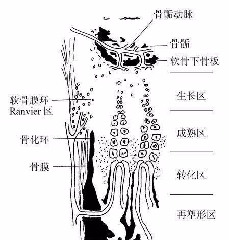 儿童骨外膜厚且强韧,不易撕裂,发生骨折移位,骨外膜的铰链作用有助于